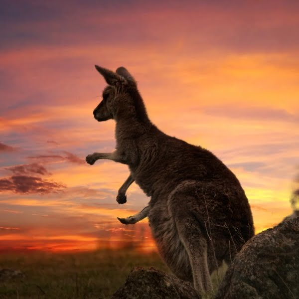 Australia New Zealand  and Pacific